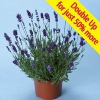 lavender ellagance purple 24 jumbo plants