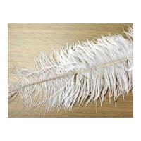 Large Spadone Feathers White