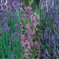 Lavender Purple Collection 3 Plants 9cm Pot