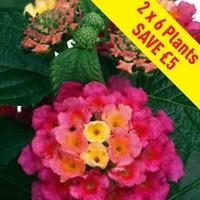 lantana tropic 12 jumbo plants