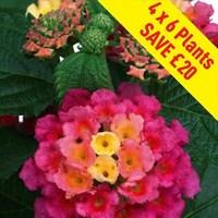 Lantana Tropic 24 Jumbo Plants