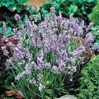 Lavender Ellagance Sky 12 Jumbo Plants