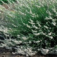 Lavender Edelweiss 1 Plant 2 Litre