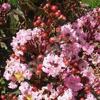 Lagerstroemia\' Rhapsody In Pink\' plant in 13cm pot