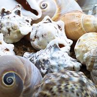 Large Shells (Per pack)