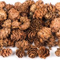 larch cones per 3 packs