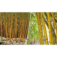 Large Golden Clumping Bamboo Trees - 2L Pot