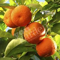 large orange tree in 65l pot