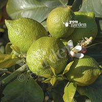 large lime tree in 65l pot