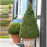 Large Buxus Topiary Pyramid 1.1M in planter