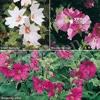 Lavatera (Mallow) plant collection - pack of 3 colours in 9cm pots