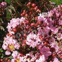 Lagerstroemia\' Rhapsody In Pink\' plant in 9cm pot