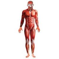 large mens anatomy costume