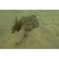 Leopord Shark Snorkel Tour in La Jolla