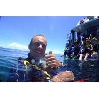 learn to scuba dive on the great barrier reef 4 day padi open water di ...