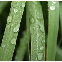 Lemongrass Scented Oil 10 ml (In Dropper Bottle)