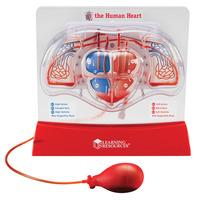 Learning Resources Pumping Heart Model