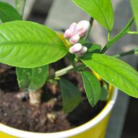 Lemon Starter Plant Gift