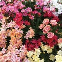 Lewisia cotyledon \'Elise Mixed\' - 48 lewisia plug plants