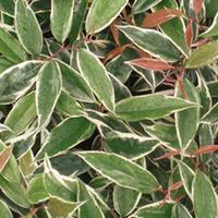 Leucothoe fontanesiana \'Whitewater\' (Large Plant) - 1 x 3.6 litre potted leucothoe plant