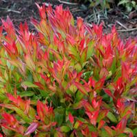 leucothoe axillaris little flames large plant 2 x 36 litre potted leuc ...