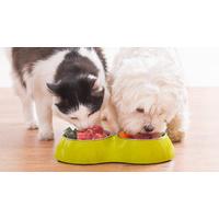 level 2 pet nutrition diploma