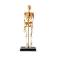 Learning Resources Human Skeleton Model