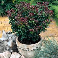 leucothoe axillaris curly red large plant 1 plant in 35 litre pot