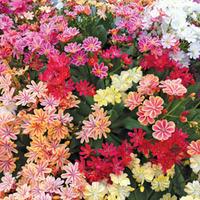 Lewisia \'Elise Mixed\' - 48 lewisia plug tray plants