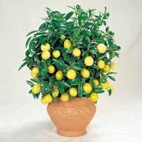 lemon tree 1 lemon plant in 9cm pot