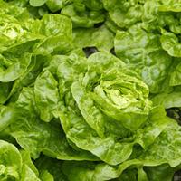 Lettuce \'Tom Thumb\' (Butterhead) (Seeds) - 1 packet (1000 lettuce seeds)