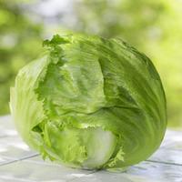 Lettuce \'Webbs Wonderful\' (Iceberg/Crisphead) (Seeds) - 1 packet (900 lettuce seeds)