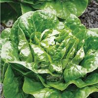 Lettuce \'Winter Density\' (Cos) (Seeds) - 1 packet (1000 lettuce seeds)