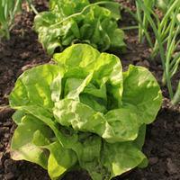 lettuce all the year round butterhead seeds 1 packet 1000 lettuce seed ...