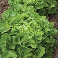 Lettuce \'Salad Bowl\' (Loose-Leaf) (Seeds) - 1 packet (750 lettuce seeds)