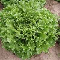 Lettuce \'Mazur\' (Seeds) - 1 packet (250 lettuce seeds)