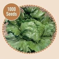 Lettuce Astral 1000 Seeds