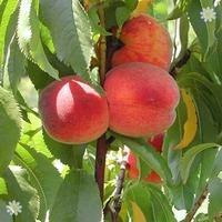 leaf curl resistant peach avalon pride fruit tree bare root