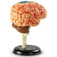 Learning Resources Human Anatomy Brain Model