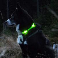 Leuchtie Plus LED Dog Collars