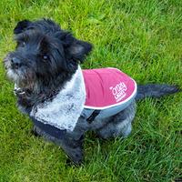 LED Dog Jacket Burgundy