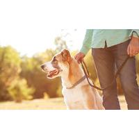 level 2 pet sitting and dog walking diploma