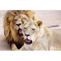 lion habitat ranch general admission with optional behind the scenes t ...