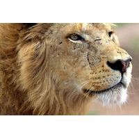 Lion Park Safari Guided Day Trip from Durban