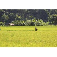 live like a local rice farmer for a day from chiang mai