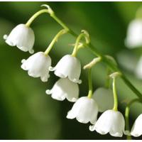 Lily of the Valley Scented Oil 10 ml (In Dropper Bottle)