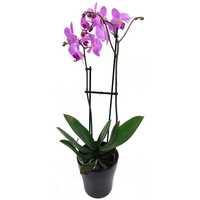 Lilac Phalaenopsis Plant