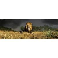 Lion, Panorama - Alexander Von Humboldt Jigsaw Puzzle