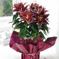 lily oriental magny cours gift 1 x lily oriental magny cours