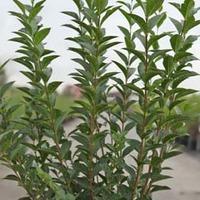 Ligustrum ovalifolium (Large Plant) - 2 x 3.5 litre potted ligustrum plants